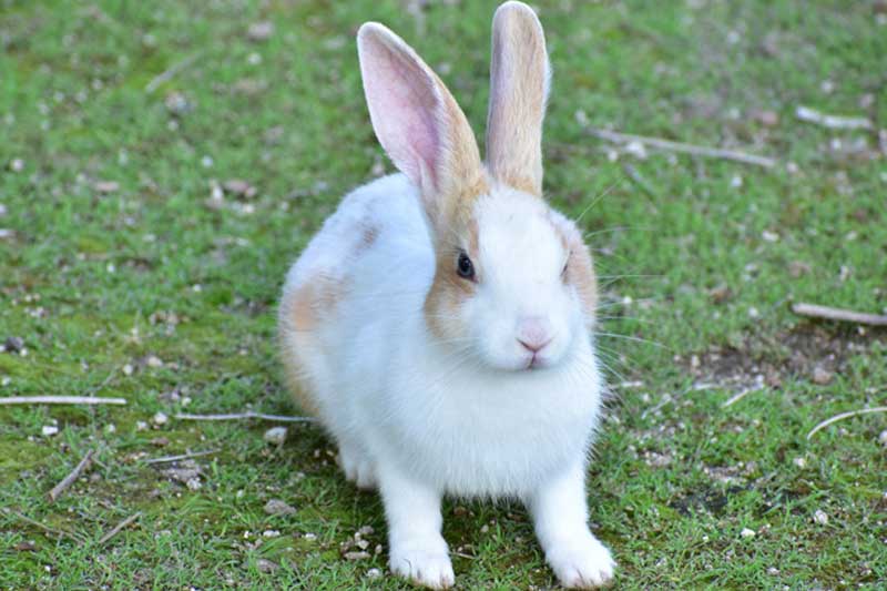 大久野島のうさぎの写真