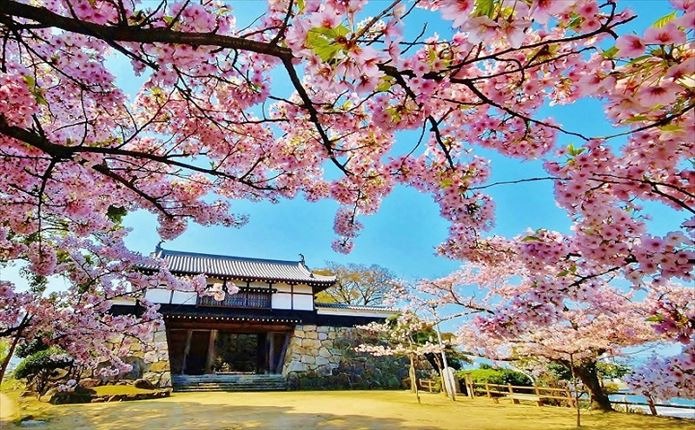 桜の季節の川之江城の写真